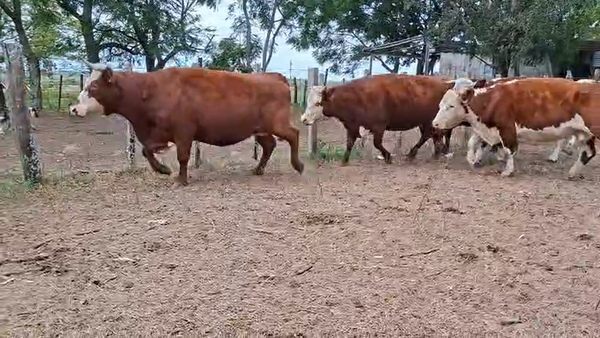 Lote VACAS PREÑADAS