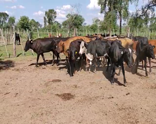 Lote 30 Vacas de invernar en Tintina, Santiago del Estero