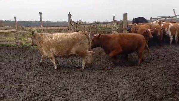 Lote 40 Vaquilla Gorda en Cabrero, VIII Región Biobío