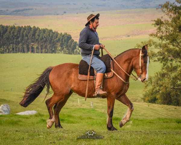 Lote EL Gavilán Lobizón  Colorado Macho castrado RP: 390