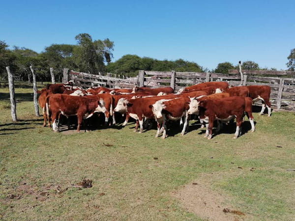 Lote 32 Terneros en Federal, Entre Ríos