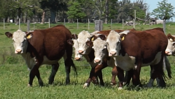 Lote 20 Vaquillonas , Salto