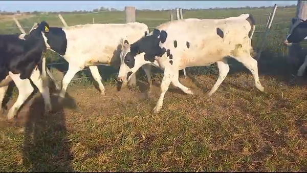 Lote 30 Novillitos Holando Argentino en La Paquita, Córdoba