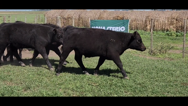 Lote 85 Terneros EN TANDIL