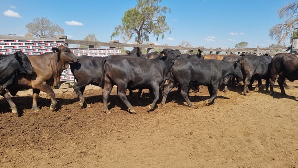 Lote Vaquillas Preñadas CBO 0