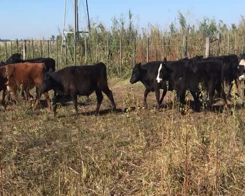 Lote 70 Terneros/as en Coronel Suarez, Buenos Aires