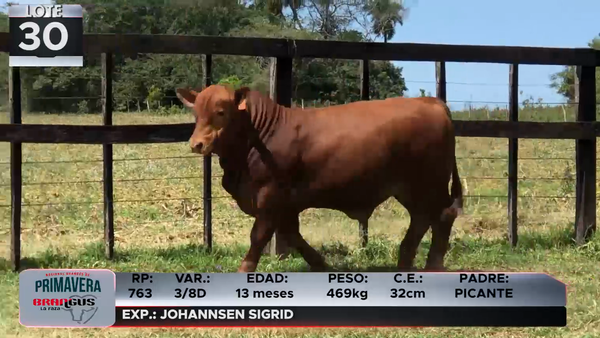 Lote LOTE 30