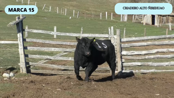 Lote 1 Toro en Coyhaique, XI Región Aysén