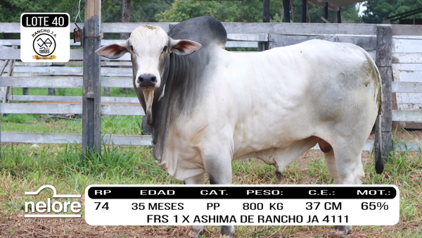 Lote LOTE 40