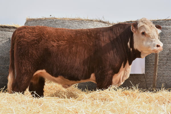 Lote TOROS