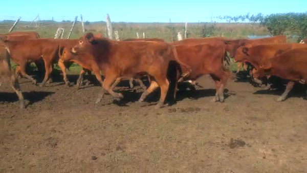 Lote 160 Terneros/as en Ituzaingó, Corrientes
