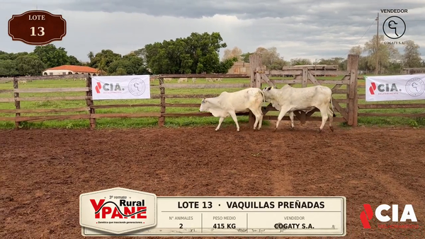 Lote Lote 13