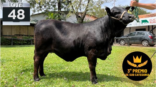 Lote LOTE 48