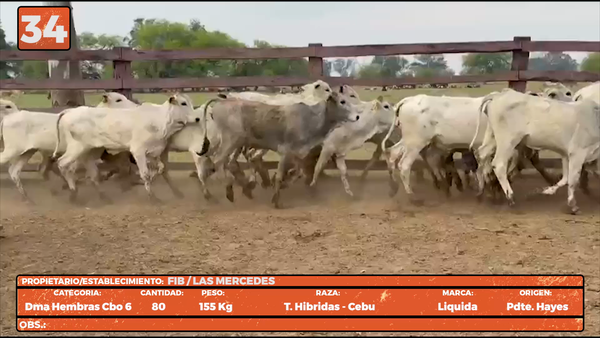 Lote LOTE 34
