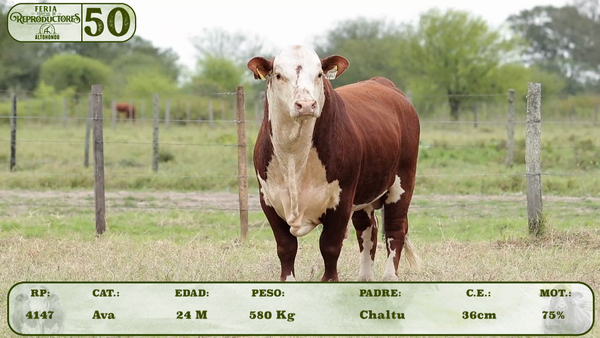 Lote LOTE 50
