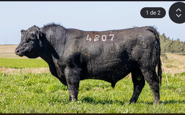 Lote RP 4207