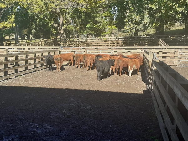 Lote 80 Ternero en Cunco, IX Región Araucanía
