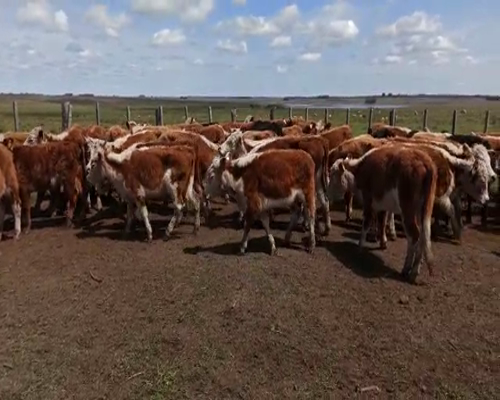 Lote Terneras