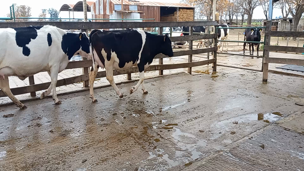 Lote Agrop. Perassi Hnos