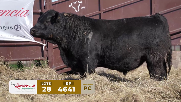 Lote TORO PC
