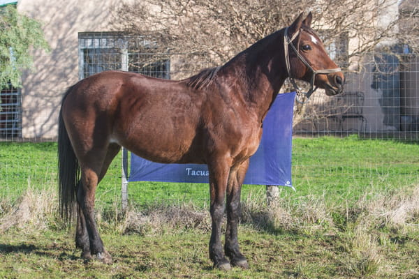 Lote GABANA GAITERA