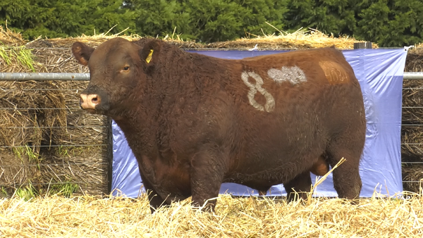 10 - 4034C — TOROS ANGUS PURO CONTROLADO
