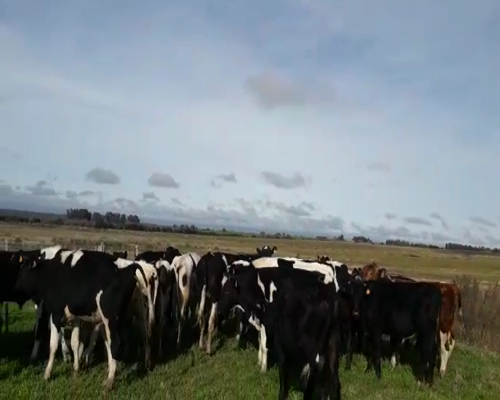 Lote 27 novillos holando