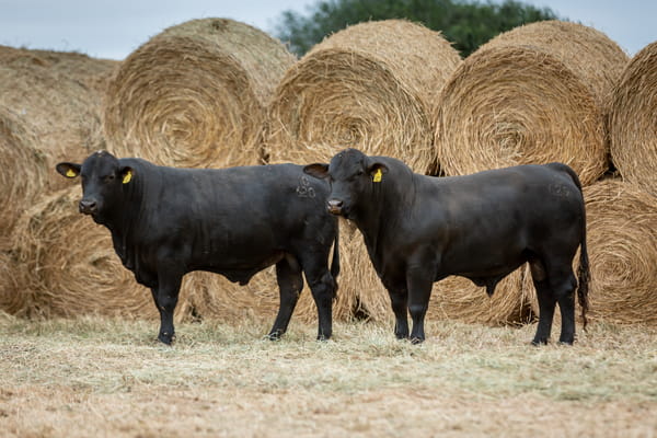 Lote Reproductores Altohondo - Lote 71