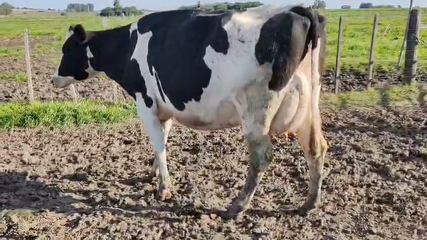 Lote Vaca 600kg - , San José