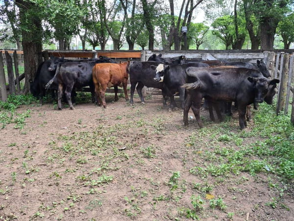 Lote 13 Novillitos en Gral. Lamadrid, Buenos Aires