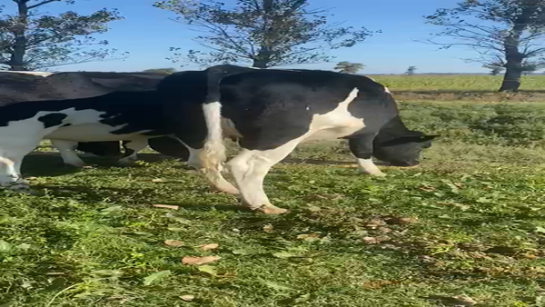 Lote Vaquillonas Preñadas Lala Regina S.R.L