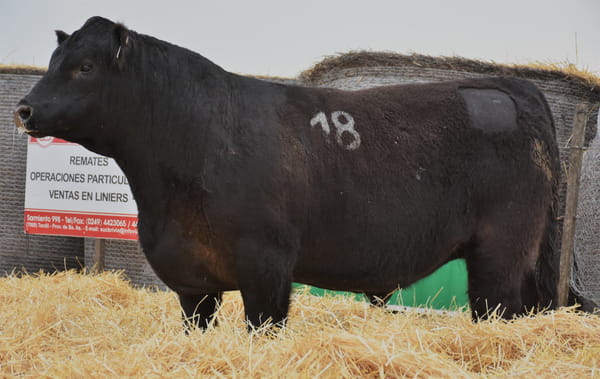 Lote TOROS PC