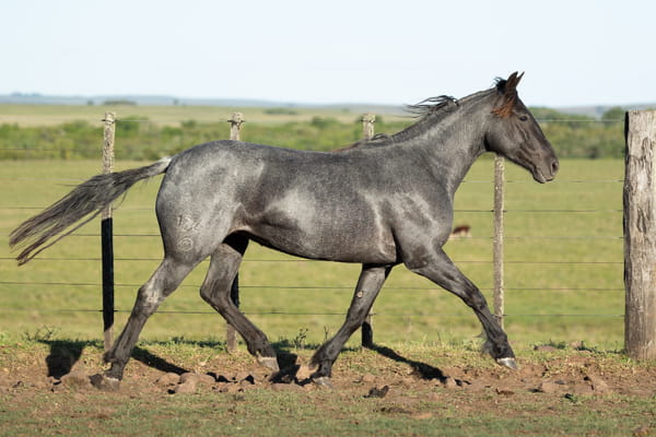 Lote SM Madruga Maleante