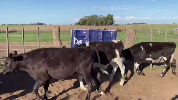 Lote 70 TERN. MACHOS OVEROS NEGROS, GUAMINI, BS. AS.