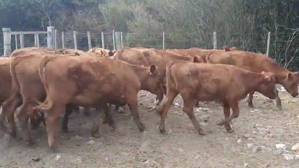 Lote 18 Vaquillonas  Angus Coloradas en Ruta 23 Km 122