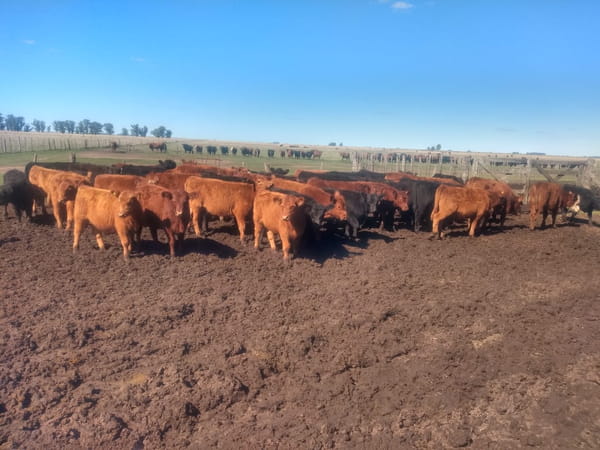 Lote SAENZ VALIENTE, BULLRICH Y Cia. S.A.