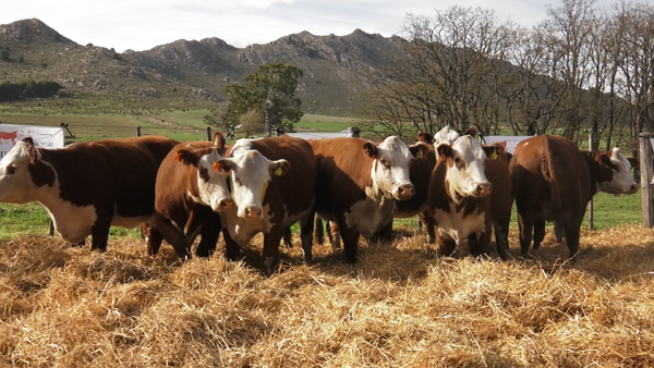 Lote VACAS P.HEREFORD PARICIÓN PRIMAVERA CABAÑA HUAICO MUN