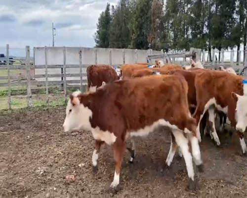 Lote TERNERAS