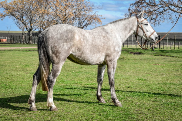 Lote FURIA RUMBEADORA