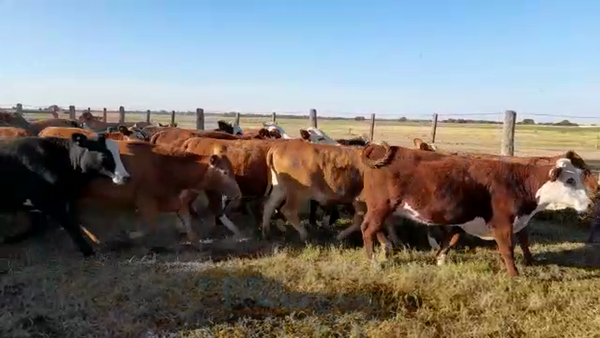 Lote 50 Vaquillonas Braford en Tostado, Santa Fe