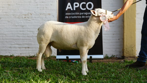Lote Texel Expo Internacional 2022 - Lote 3