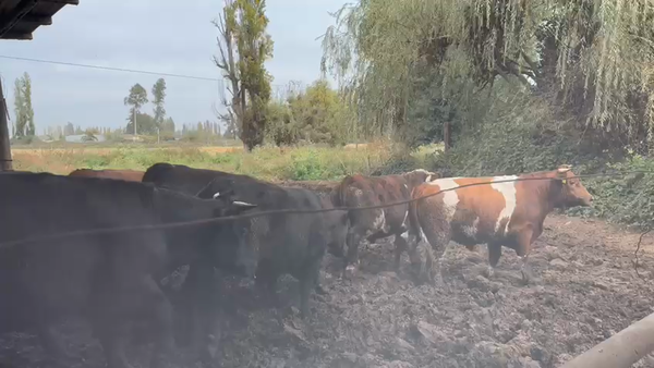 Lote 45 Novillo Gordo en Linares, VII  Región Maule