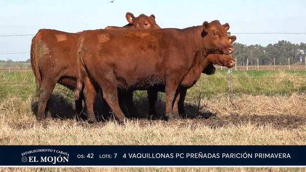 Lote COLORADAS PREÑADAS PARICIÓN PRIMAVERA