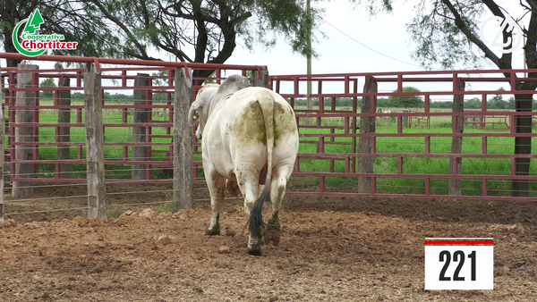 Lote Brahman