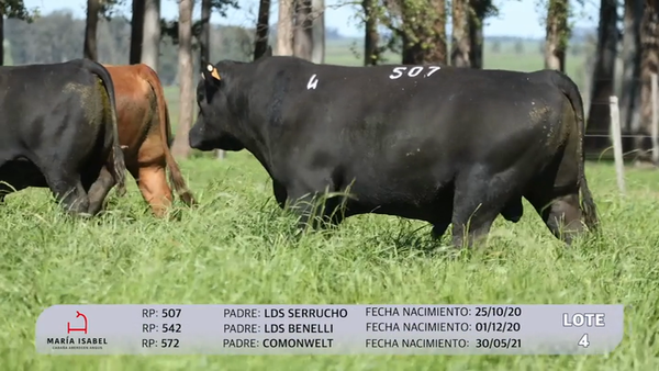 Lote 3 Toros PI, Artigas