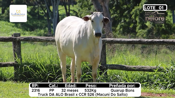 Lote Nacional Nelore Campo - Lote 1