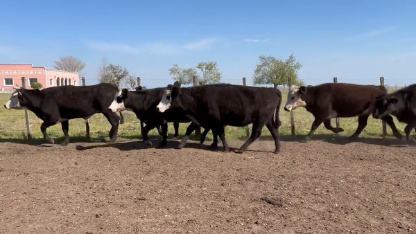 Lote Vacas Preñadas