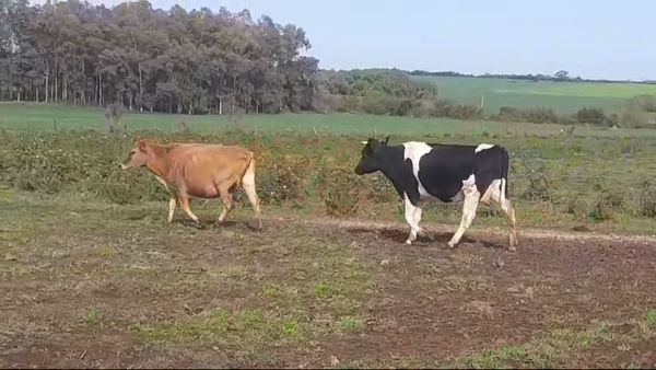 Lote (Vendido)2 Vacas preñadas en AGRACIADA