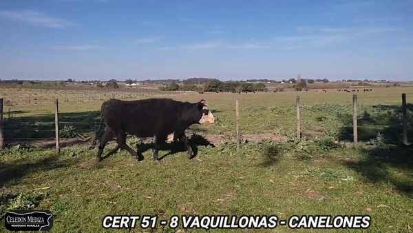 Lote 8 Vaquillonas preñadas en Canelón Chico, Canelones