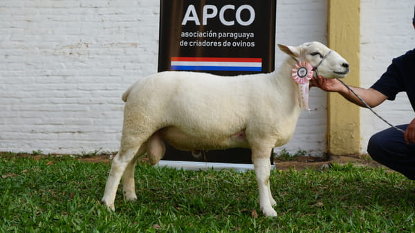 Lote Texel Expo Internacional 2022 - Lote 7
